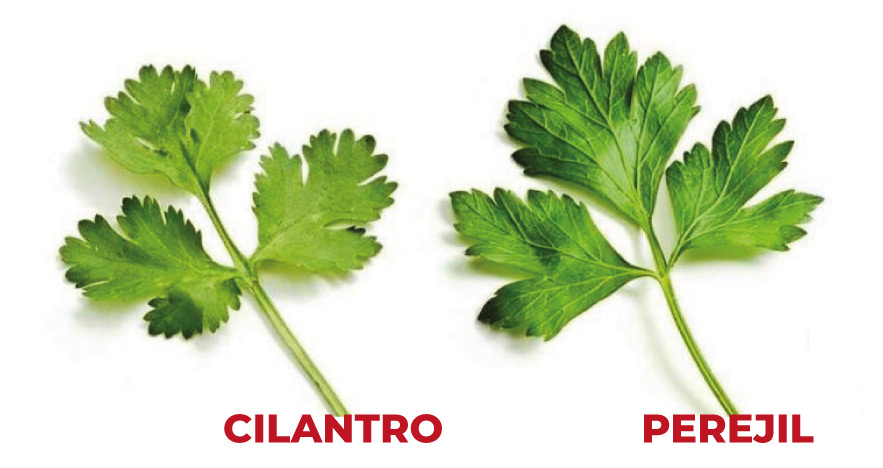 El Cilantro, beneficios, amorse y odios