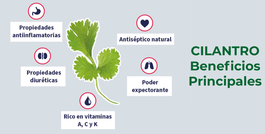 El Cilantro, beneficios, amorse y odios