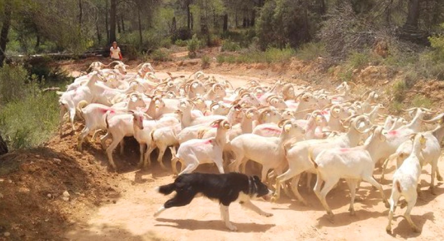 Gandesa i la recuperació de la cabra catalana