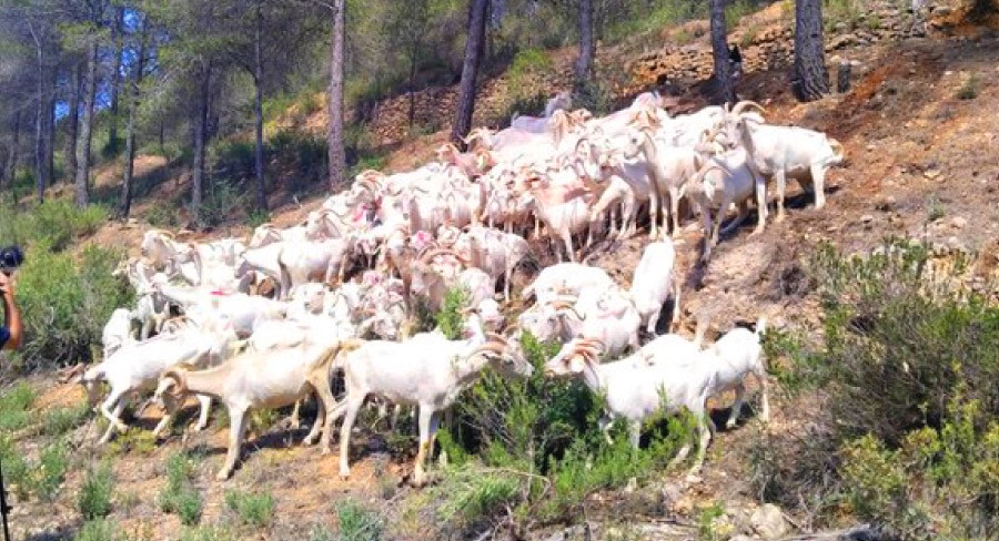 Gandesa i la recuperació de la cabra catalana