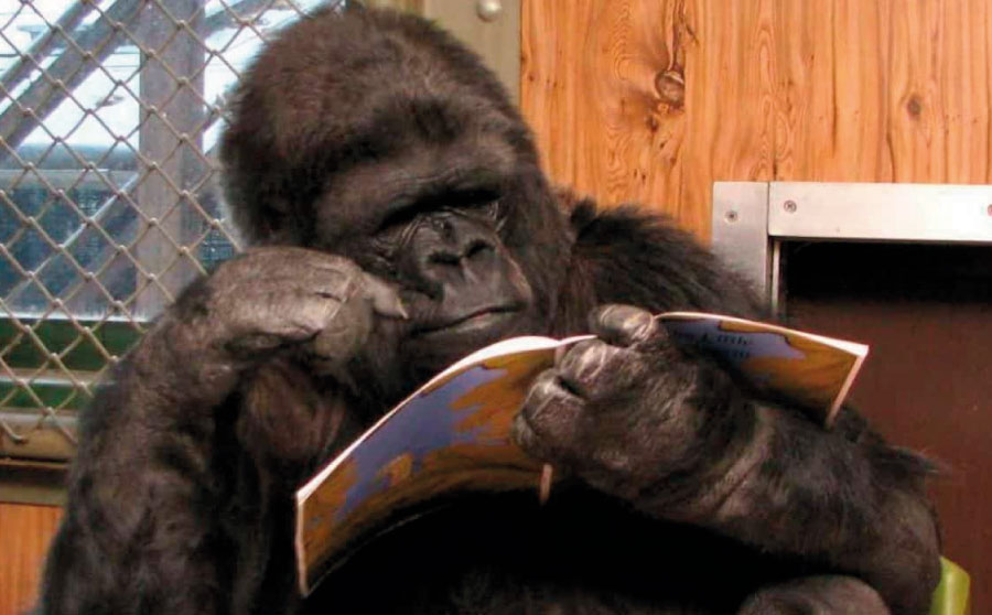 Vols conèixer a la goril·la Koko?