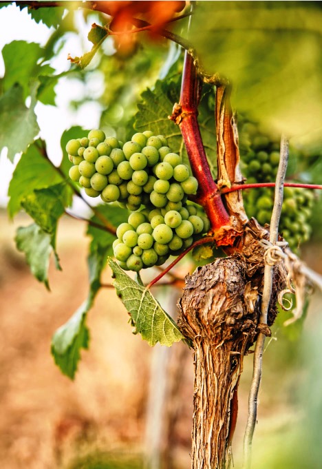 La Festa de la Verema a les comarques del Penedes