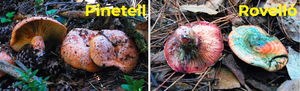 Temporada de Bolets a Catalunya