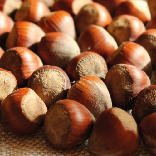 avellana de "Catalanet Ganxet"