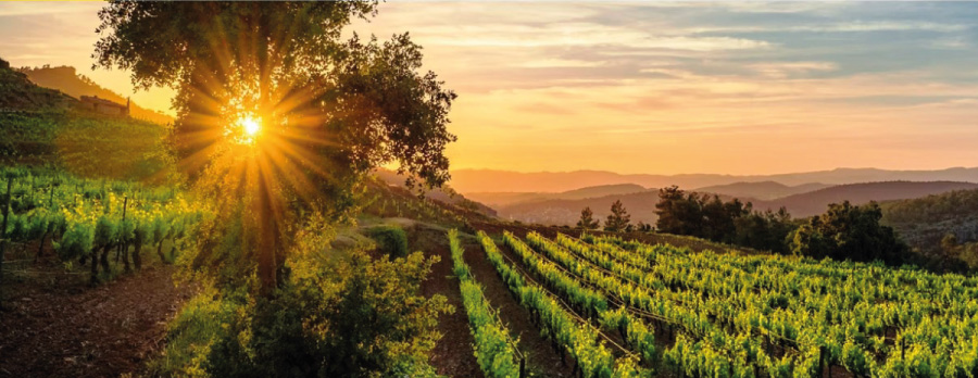 Viu la gastronomia catalana, sempre ve de gust