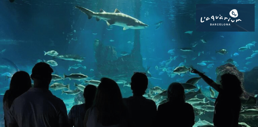 Drac  de Gaudi submergeix a l'Aquàrium de Barcelona