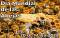Día Mundial de las Abejas 2025