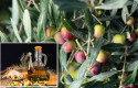 Aceite Verde Torclum, entre los 20 mejores OOVE del mundo