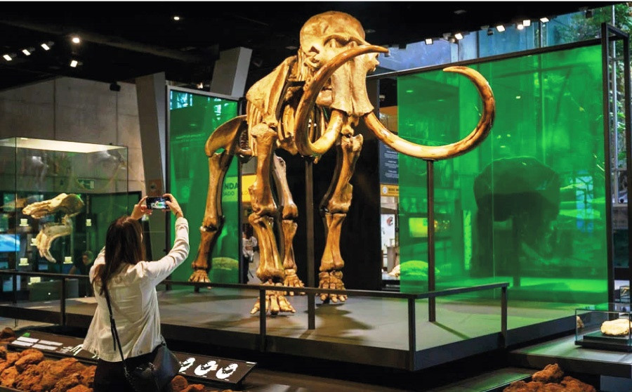 Els Mamuts t’esperen al Museu de la Ciència