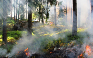 ¡Prevención !!! Se nos queman bosques y montañas